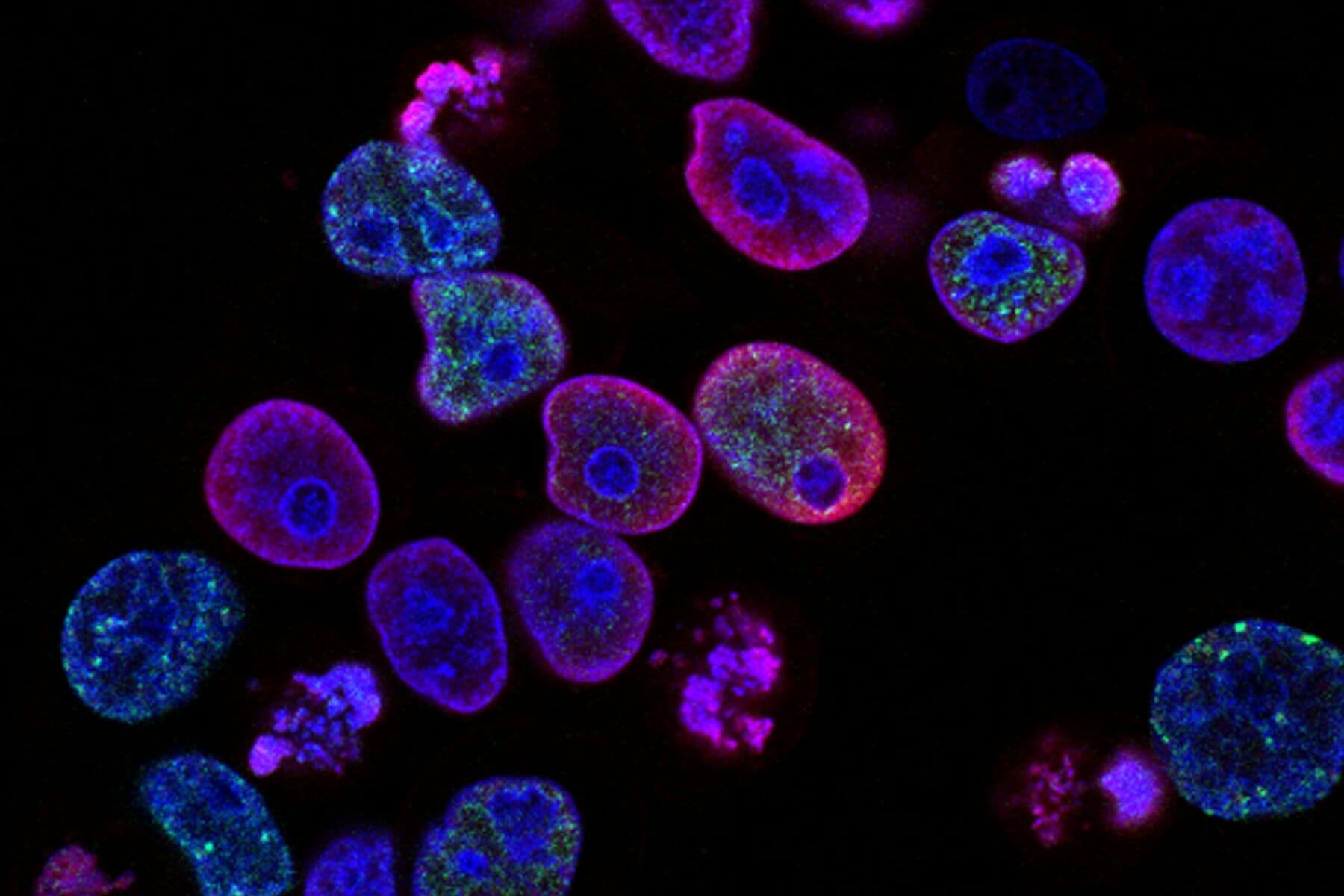 A fluorescence micrograph of stained cells on a black ground